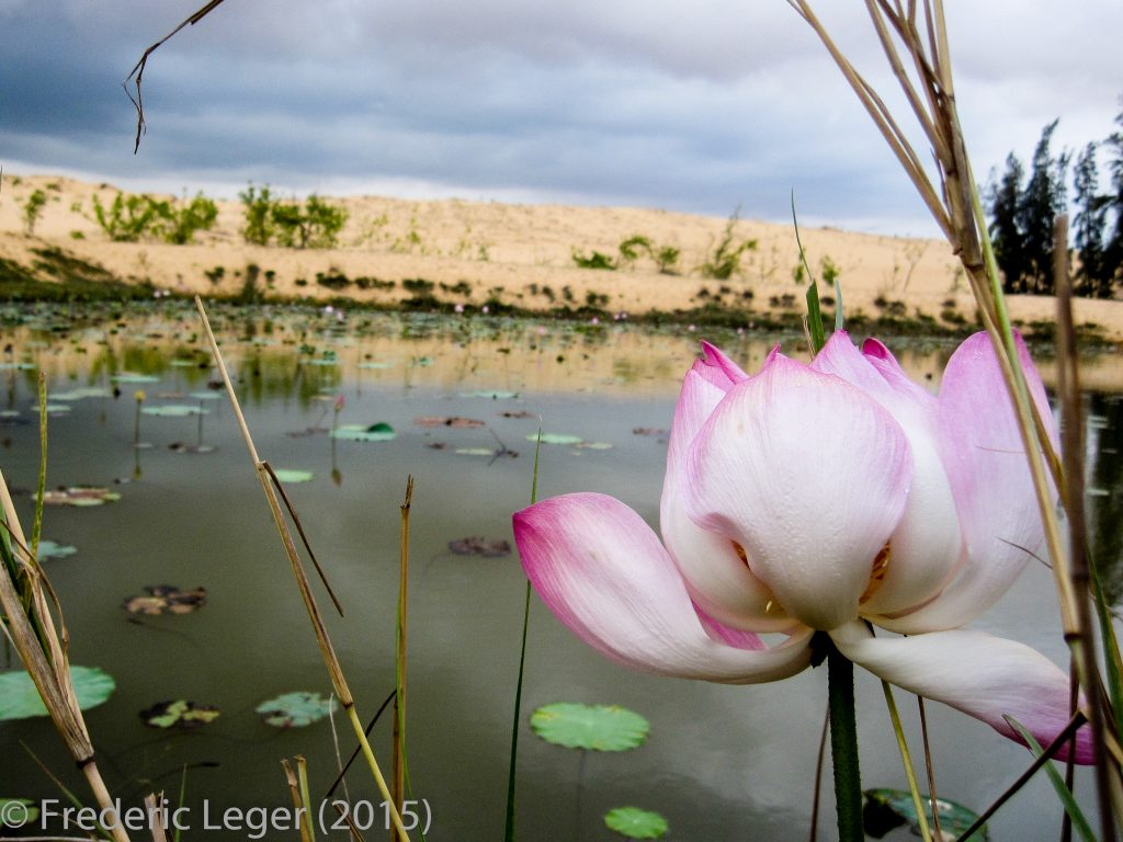 Lac de Lotus